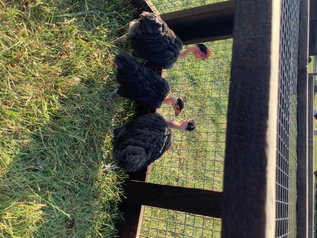 Trio of bantams born April 2026 — Pets & Animals in Romford