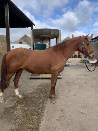 Image 1 of 15.1 chestnut mare for sale