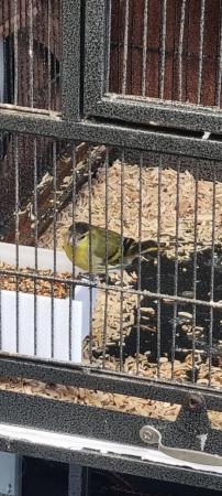 Image 3 of Pairs of siskins looking for new homes
