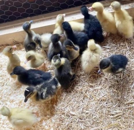 Image 3 of Gorgeous Pure Breed Indian Runner Ducklings