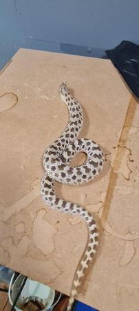 Image 6 of Western Hognose het albino male snake with viv optional