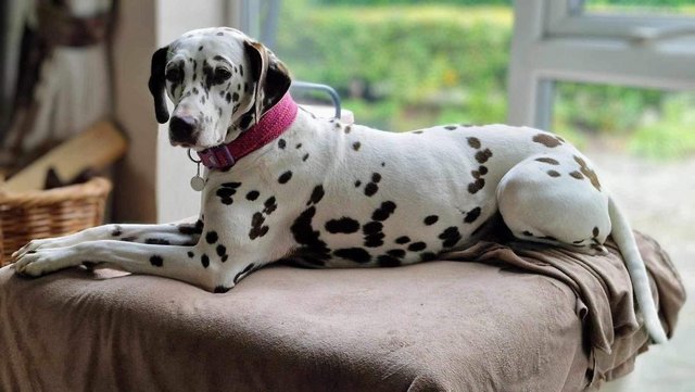 Image 1 of Dalmatian puppies absolutely gorgeous!