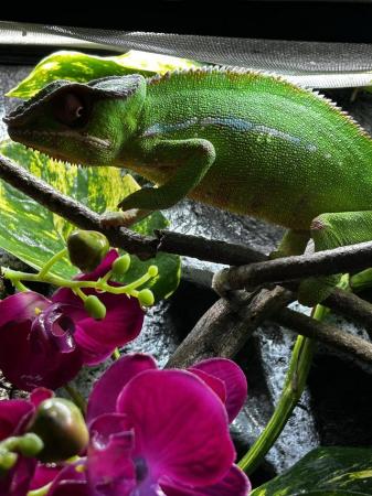 Image 4 of Panther chameleon and exo terra