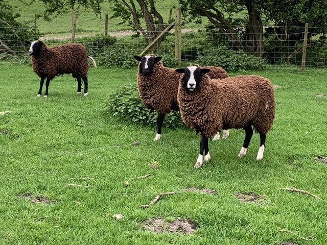 Preview of the first image of Zwartble Gimmer Hoggs 2023.