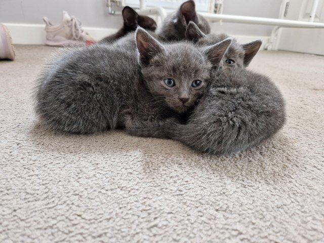 Preview of the first image of 3 beautiful Russian blue cross grey kittens.