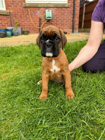 Image 16 of Stunningly Perfect 6 week old KC Pedigree Boxer puppies.