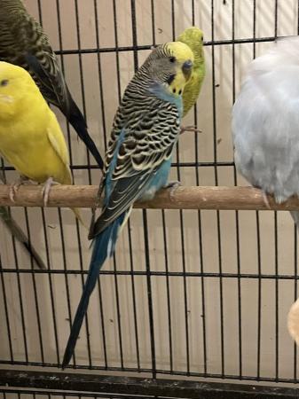Image 13 of Young budgies for sale mixed colours