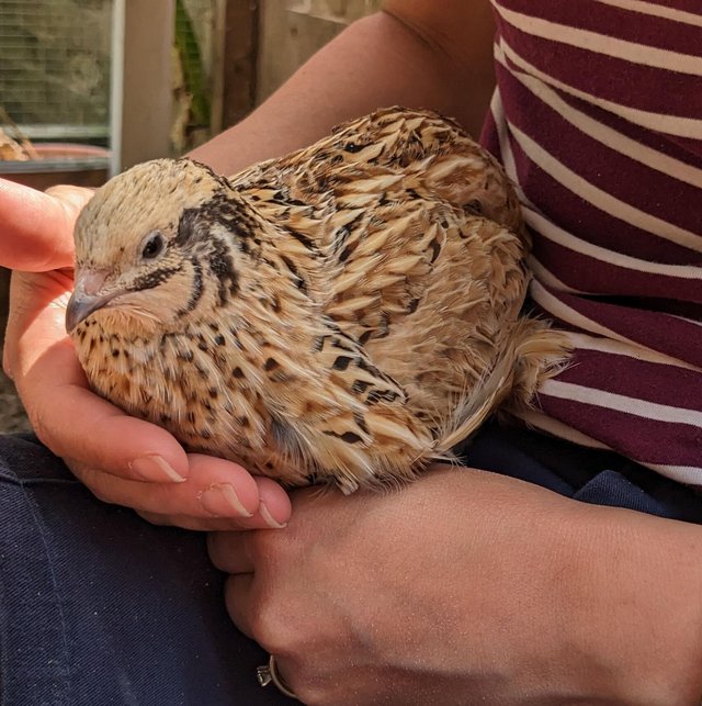 Preview of the first image of Jumbo Coturnix quail for sale - Pharaoh and Italian colours.