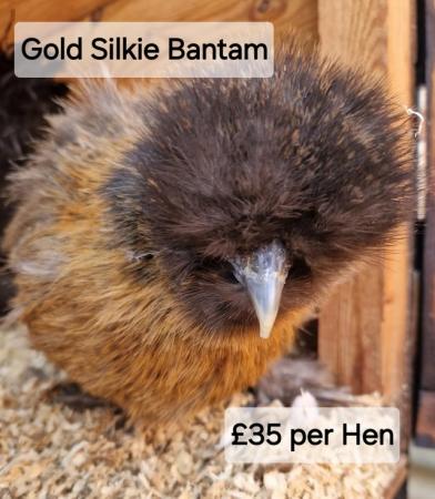 Image 4 of POL Hybrid Hens & Pure Breed Bantams for sale