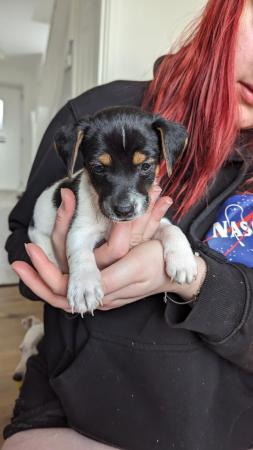 Image 6 of Mini Jack Russell puppiesREADY 3 May 3 left