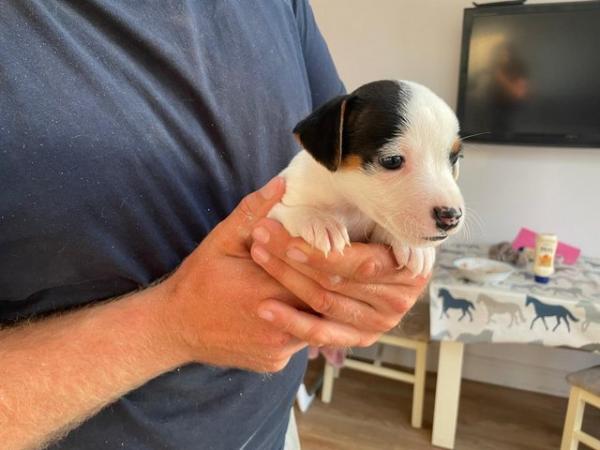 Image 4 of Jack Russell puppies for sale