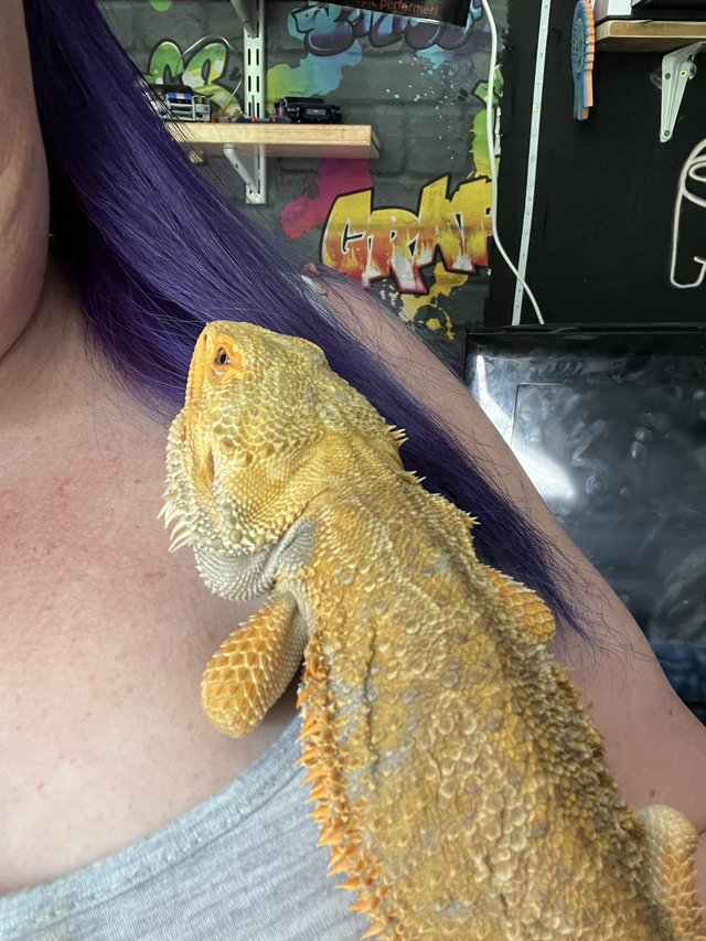 Preview of the first image of Bearded dragon with full set bio set up.