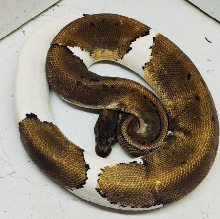 Image 1 of Snakes for sale royals /boas