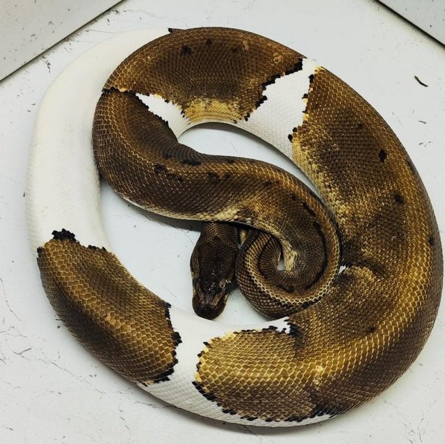 Preview of the first image of Snakes for sale royals /boas.
