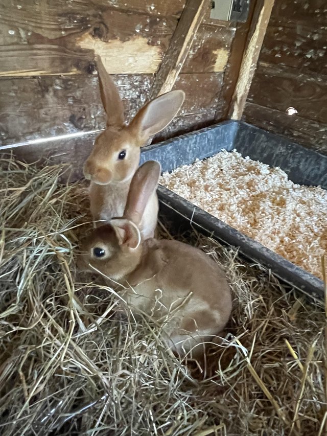 Preview of the first image of Adorable, friendly Standard Rex rabbit babies.