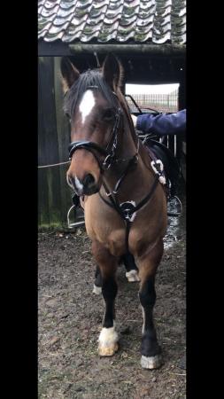 Image 1 of Roxy 14hh part bred welsh D mare