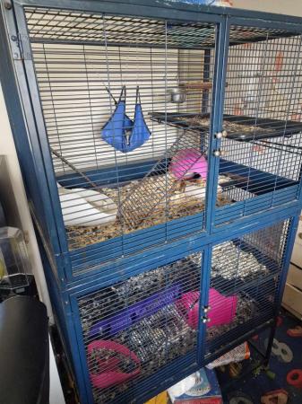 Image 6 of 2 x female rats plus cage.