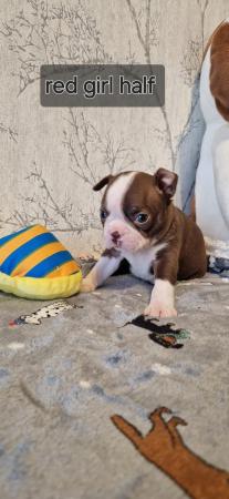 Image 9 of Kc registrated Boston terrier puppies