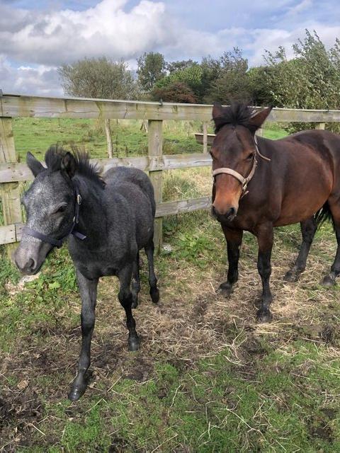 Preview of the first image of Connemara Colt foal fully registered.