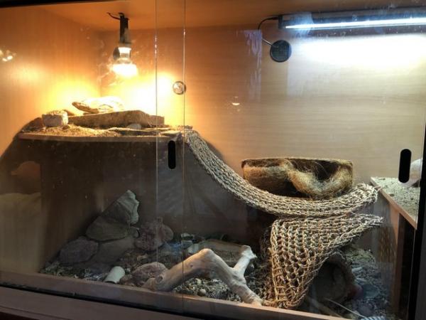 Image 2 of Uromastyx Lizard and complete set up