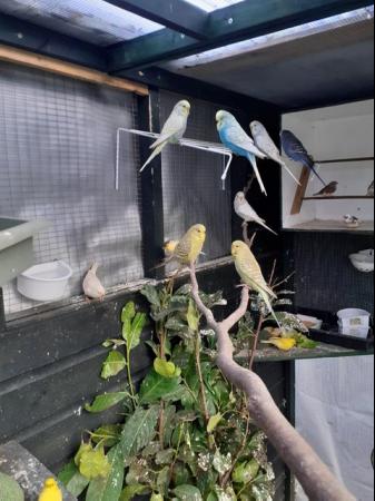 Image 4 of YOUNG BUDGIES FOR SALE NICE BIRDS £20