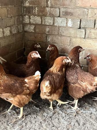 Image 2 of Warren hi line point of lay pullets 22 weeks oldchickens
