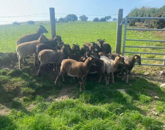 Image 2 of Soay Ewes, ewe and weather Lambs.