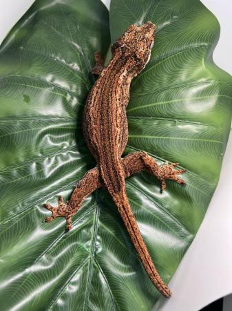 Image 3 of Gargoyle gecko ( Rhacodactylus auriculatus)