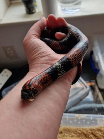 Image 2 of 2 year old tri-colour hognose male