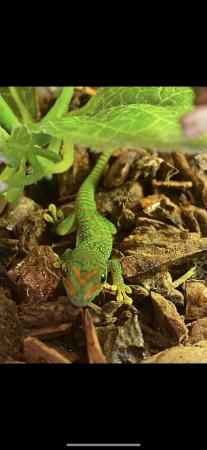 Image 1 of Giant day geckos babies for sale