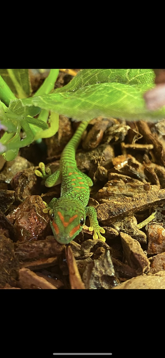 Preview of the first image of Giant day geckos babies for sale.