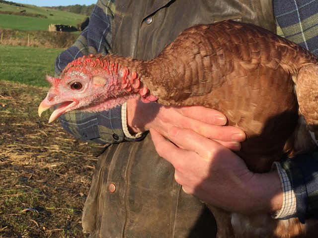 Preview of the first image of NOW SOLD Red bourbon heritage pure bred breeding turkeys.
