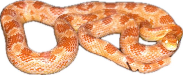 Image 5 of Stunning adult corn snakes