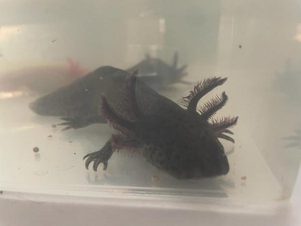 Image 4 of Variety of axolotls for sale