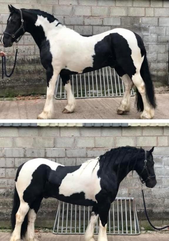Preview of the first image of Stunning 15.1h Weight carrying Chunky Cob gelding.
