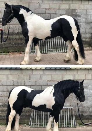 Image 1 of Stunning 15.1h Weight carrying Chunky Cob gelding