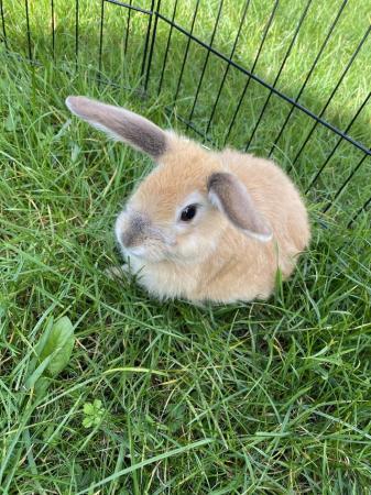 Image 5 of Friendly male rabbit for sale