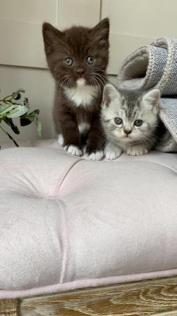 Image 1 of British short and long hair kittens
