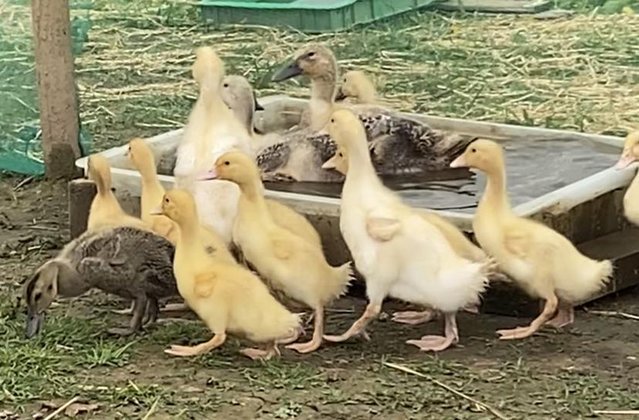 Preview of the first image of Aylesbury/ Pekin/ Cherry Valley type ducklings.