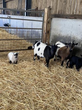 Image 2 of Pygmy goats for sale from pedigree registered parents