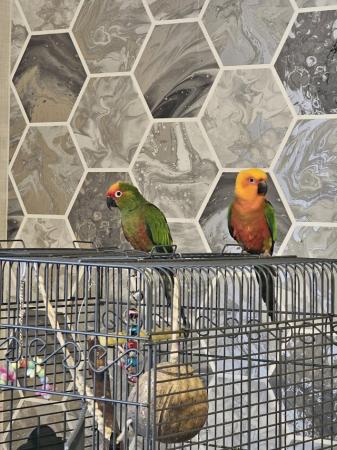 Image 2 of 1 year old gold cap conure and jenday conure