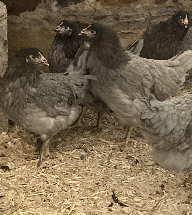 Preview of the first image of POL pullets bred to lay various colours.