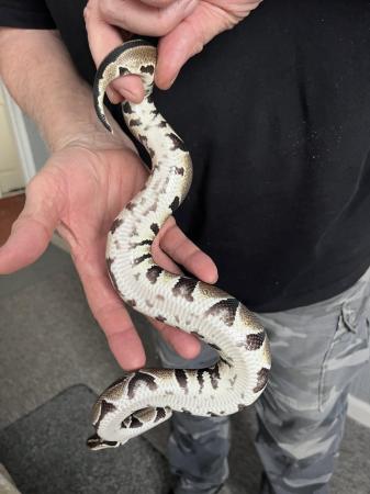 Image 4 of Normal male ball python