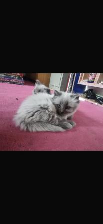Image 4 of 1 male Persian x ragdoll kitten
