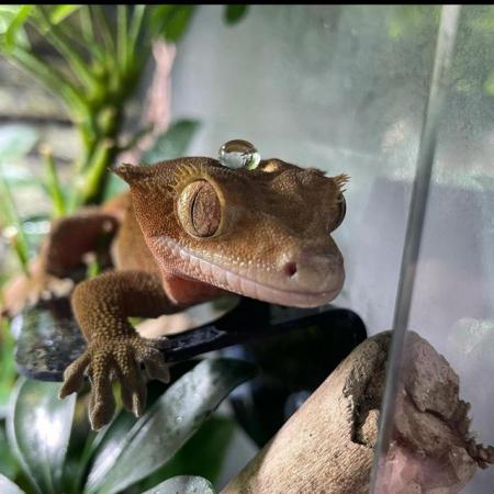 Image 3 of Crested Gecko - Adult male