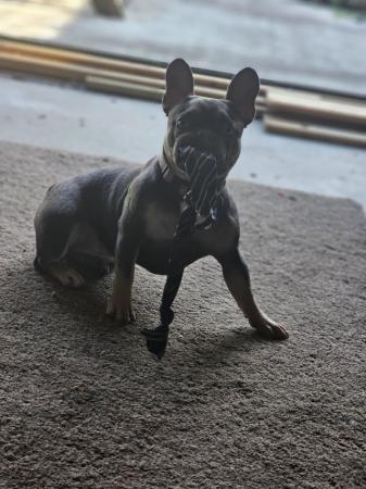 Image 4 of 1yr old female French bulldogmicrochipped
