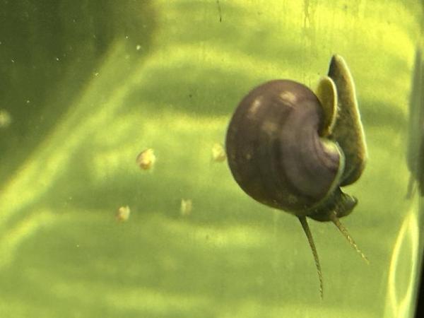 Image 4 of Mystery aquatic aquarium snail purple, blue, magenta, ivory