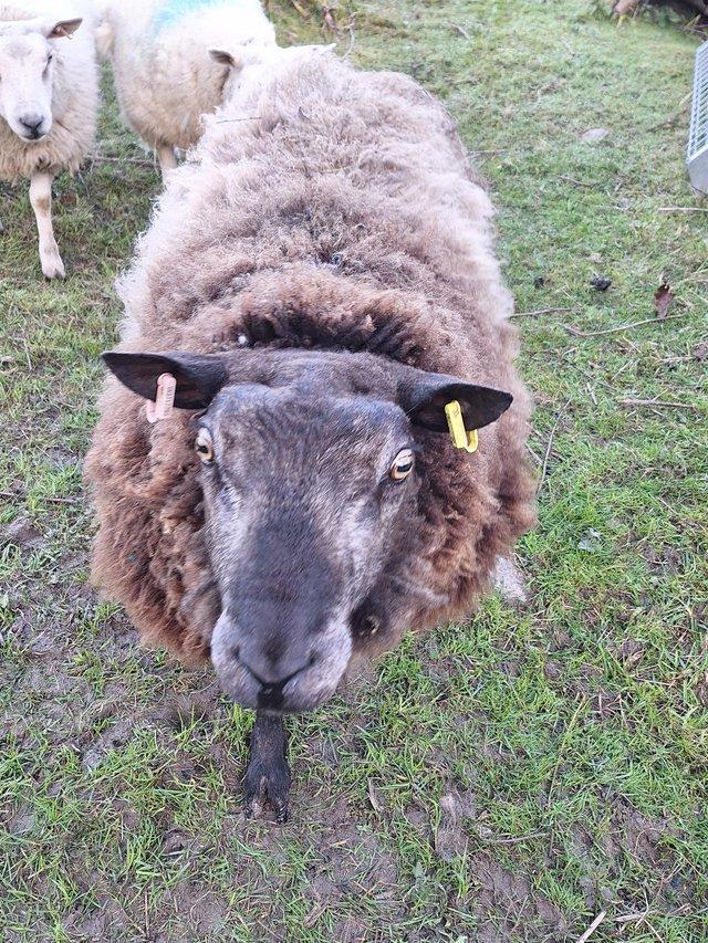 Preview of the first image of Proven Blue texel tup non pedigree.