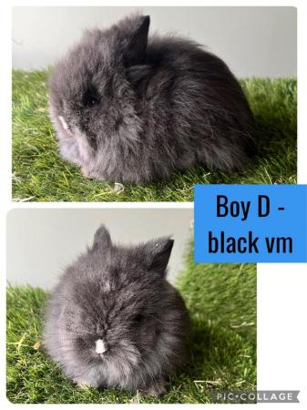 Image 1 of Stunning double mained lionhead babies