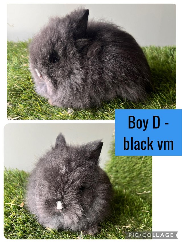 Preview of the first image of Stunning double mained lionhead babies.